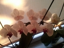 Miłość kwitnie!!<3