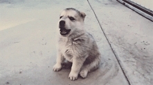 Husky gif.