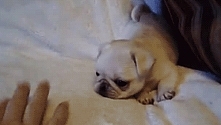 Buldog francuski gif.