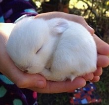 Tak wygląda 11 tygodniowy króliczek.  Słodki?