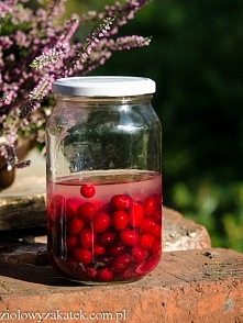 Przepis na szlachecką nalewkę z derenia jadalnego.