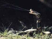 Kobra plująca może oślepić nawet lwa, pryskając mu jadem w oczy!