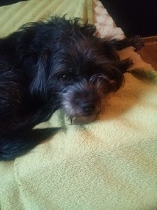 moja księżniczka: *