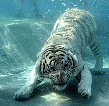 white siberian tiger underwater