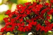 Kalanchoe to popularna rośl...