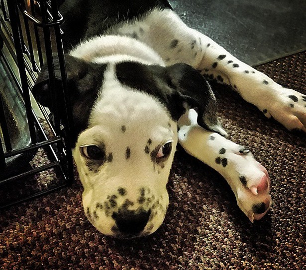 Buldog + dalmatyńczyk