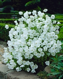 DZWONEK KARPACKI 'WHITE CLIPS' (Campanula carpatica 'White Clips) Popularny i ceniony za piękne, delikatne kwiaty i małe wymagania dzwonek idealny na rabaty i do ...