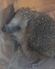 Mój nowy przyjaciel ! 
Sama...