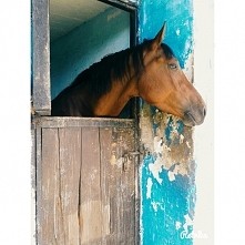 #horse #stadnina_koni #anim...