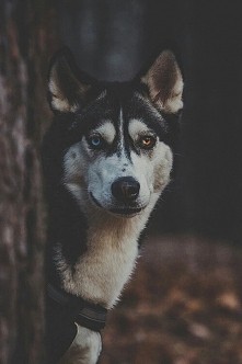 Magiczne oczy *__________*