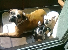 Dżina & Ozzy & Kora