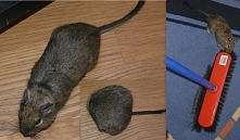 Klusia bawiąca się w chowanego i Szczurek walczący z miotłą