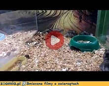Zakręcony chomik. Więcej na Zoomia
