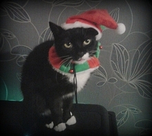 Kot- wydanie świąteczne