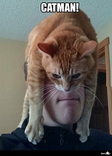 Catman