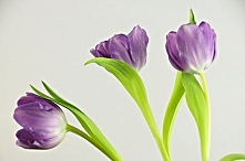 Dla pięknej kobiety piękne tulipany