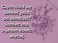 jeże