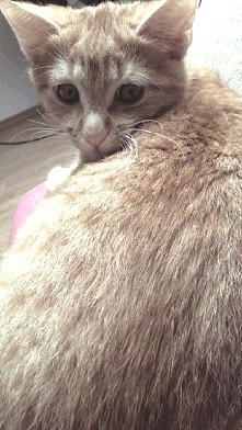 przyczajka.. =°-°=