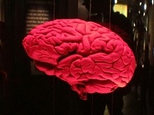 mózg - taki piękny a tak ma...