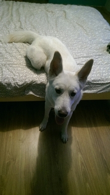 gdy zabronisz psu wchodzenia na łóżko ... :) ^^