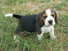 Beagle :-)