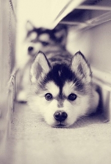 husky <3