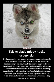 Husky <3 będę miał takie...
