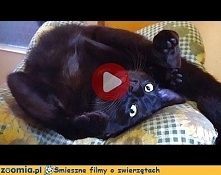 Koci dzień według Cybermariana