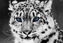 On jest wyjątkowy, niepowtarzalny, dziki i tajemniczy ale taki nieosiągalny :)