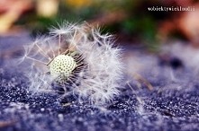 wobiektywieklaudii.blogspot...