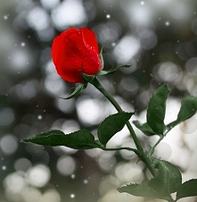 Jezus sprawił,że róża zakwi...