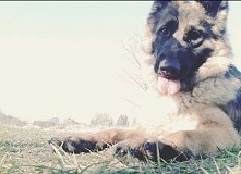 No hej :D Co tam u was?  Dzisiaj byłam 3 godz na spacerze z moim pieskiem ^^ ( Zdjęcie)  Zaraz biorę się za trening :) a wy co dzisiaj robiłyście?  :D