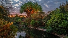 Disney’s Animal Kingdom park