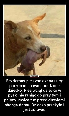 Doceńcie swoje zwierzę..
