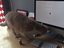 gdzie jest ta mysz...