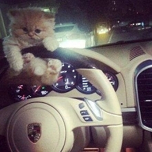 na wycieczkę z kotkiem ?