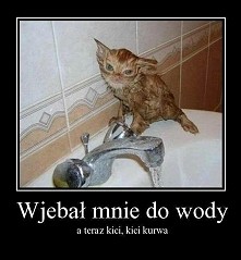 prawie jak moja kicia