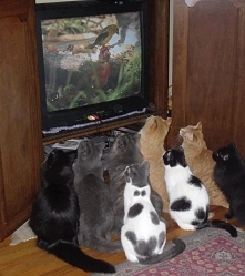 TV Cat :)
