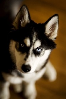 husky