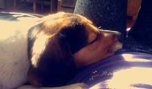 #pies #mój #piesek #[*]