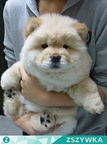 chow chow