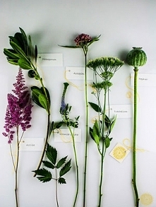 A czemu nie - Lato pełne kwiatów