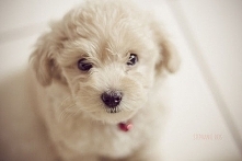 Kochane stworzenia <3