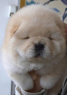 Chow Chow