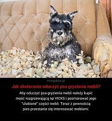Jak skutecznie oduczyć psa gryzienia mebli?