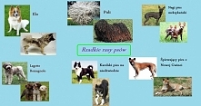 rzadkie rasy psów