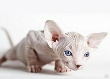 Kocham tą rasę ♡♥ SFINKS