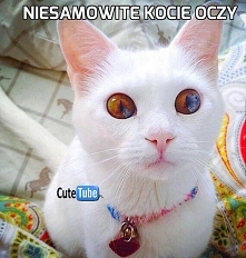 Magiczne spojrzenie wymuszające ode mnie zawartość reklamówki.