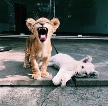 jakie urocze maluchy :)))