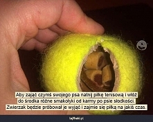 Jak zrobić zabawkę dla psa